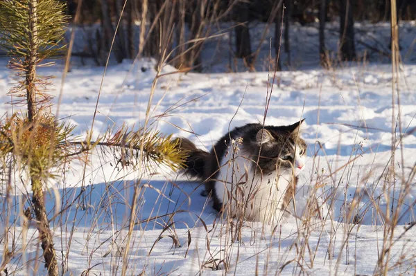 Kissa kävelee lumessa kaupungin puistossa — kuvapankkivalokuva