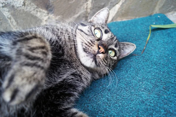 A gray cat sleeps on a blue rug on the steps of the house — Stock Photo, Image