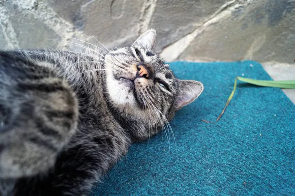 Серый кот спит на голубом ковре на ступеньках дома — стоковое фото