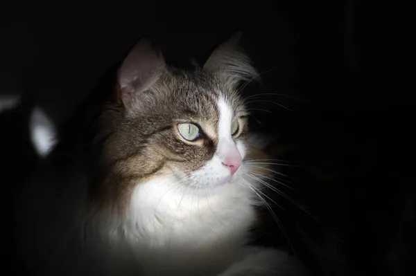 뒤에 보이는 것은 짙은 색 열쇠를 두른 호화로운 대담 한 고양이 사진 — 스톡 사진