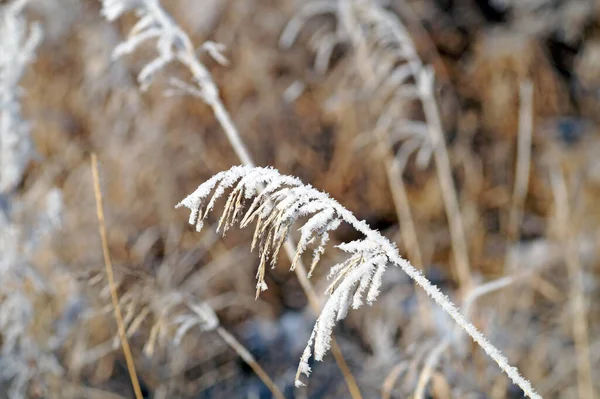 Herbe Couverte Glace Par Une Journée Ensoleillée — Photo