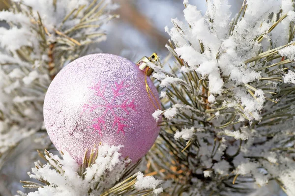一个丁香圣诞树球躺在森林里被雪覆盖的松枝上 — 图库照片