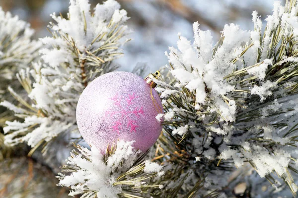 Une Boule Sapin Noël Lilas Repose Sur Une Branche Pin — Photo