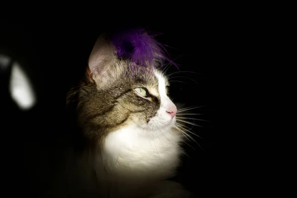 날어두운 열쇠를 모습의 고양이 — 스톡 사진