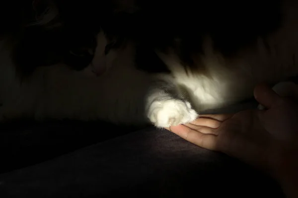 Лапа Кошки Лежит Руке Девочки Подростка Луче Света — стоковое фото