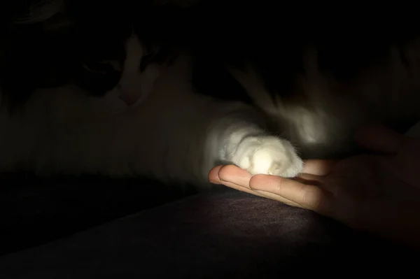 Pata Gato Está Braço Uma Adolescente Feixe Luz — Fotografia de Stock