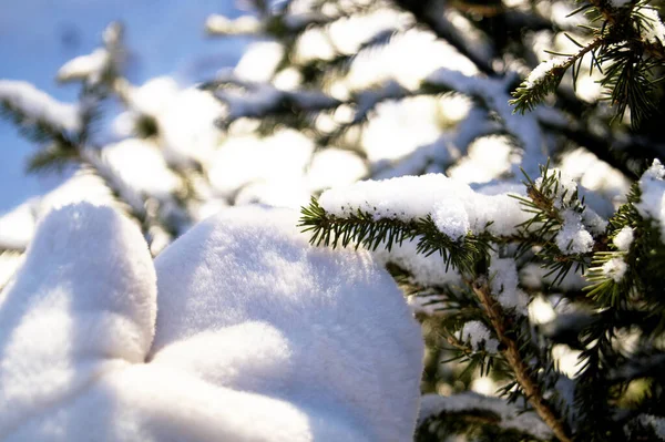 Branche d'épinette recouverte de neige au soleil — Photo