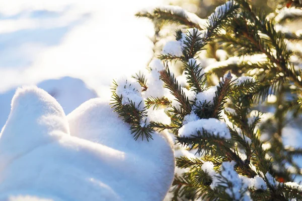 Branche d'épinette recouverte de neige au soleil — Photo