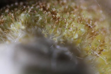 Makro dslr fotoğraf en iyi laptop masaüstü duvar kağıdı ve resim güzel arkaplan