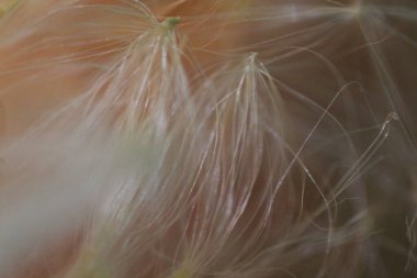 Makro dslr fotoğraf en iyi laptop masaüstü duvar kağıdı ve resim güzel arkaplan