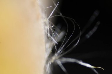 Makro dslr fotoğraf en iyi laptop masaüstü duvar kağıdı ve resim güzel arkaplan