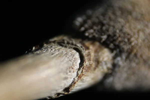 Makro dslr fotoğraf en iyi laptop masaüstü duvar kağıdı ve resim güzel arkaplan