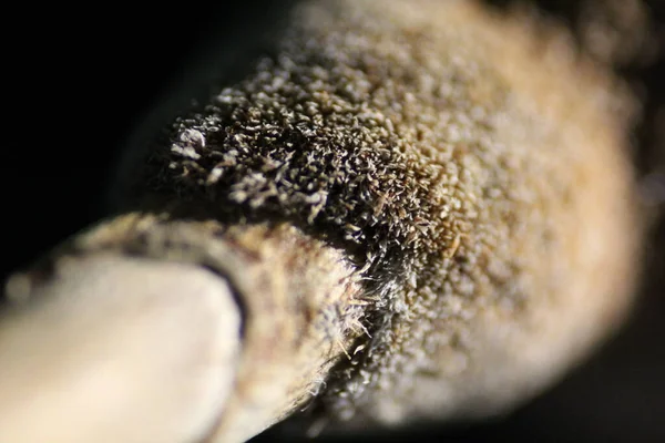 Makro dslr fotoğraf en iyi laptop masaüstü duvar kağıdı ve resim güzel arkaplan