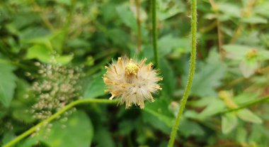 Doğal yeşil park bitkisi ve çiçekler arkaplan manzarası