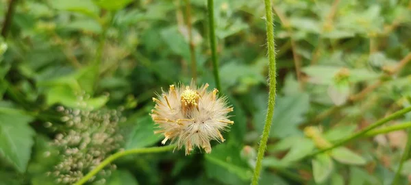 Doğal yeşil park bitkisi ve çiçekler arkaplan manzarası