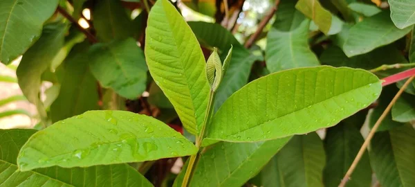 自然绿地植物与花卉美丽的景观背景图像 — 图库照片