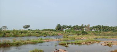 Orman açık yeşil arka plan Güzelliğin doğası