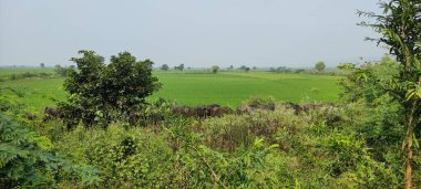 Yeşil alan biçimlendiren tarım açık hava güzelliği arkaplan resmi