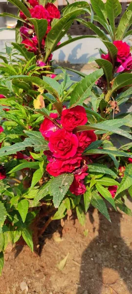 Doğal yeşil park bitkisi ve çiçekler arkaplan manzarası