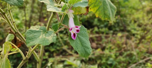 Parc Naturel Vert Plante Fleurs Abondante Paysage Image Fond — Photo