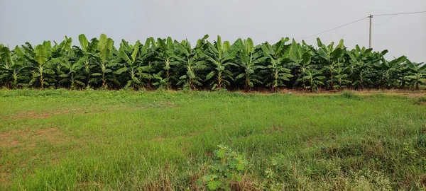 Landbouw Formaring Groen Veld Outdoor Beutiful Landschap Achtergrond Afbeelding — Stockfoto