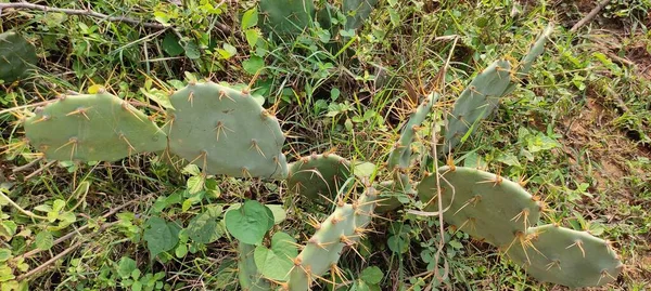 Doğal yeşil park bitkisi ve çiçekler arkaplan manzarası