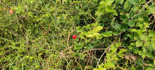 Parc Naturel Vert Plante Fleurs Abondante Paysage Image Fond — Photo