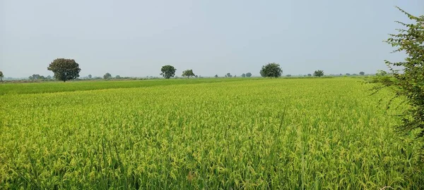緑の野を形成する農業屋外の美しい風景背景画像 — ストック写真