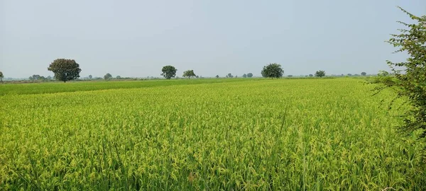 Rolnictwo Formating Green Field Outdoor Beutiful Krajobraz Tło Obraz — Zdjęcie stockowe