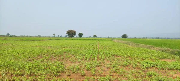 Agricultura Formaring Green Field Outdoor Beutiful Paisagem Fundo Imagem — Fotografia de Stock