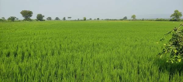 Rolnictwo Formating Green Field Outdoor Beutiful Krajobraz Tło Obraz — Zdjęcie stockowe