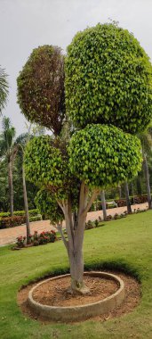 Doğal yeşil park bitkisi ve çiçekler arkaplan manzarası