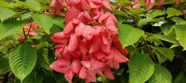 Natural Green Park Plant Flowers Beutiful Landscape Background Image — Stock Photo, Image