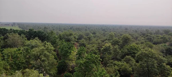 Лес Зеленый Фон Природа Красоты — стоковое фото