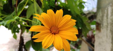 Doğal yeşil park bitkisi ve çiçekler arkaplan manzarası