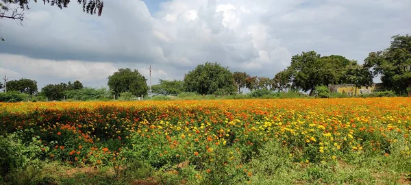 Natürliche Grüne Park Pflanze Und Blumen Schöne Landschaft Hintergrundbild — Stockfoto
