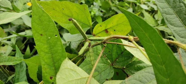 Agricultura Formaring Campo Livre Verde Fundo Natureza — Fotografia de Stock