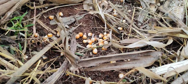 Tarım, açık hava alanının yeşil arka plan doğası.