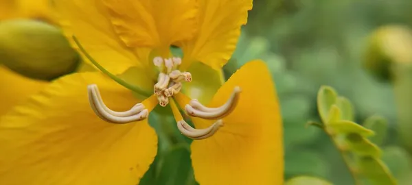 Naturalny Zielony Park Roślin Kwiatów Piękny Krajobraz Tło Obraz — Zdjęcie stockowe