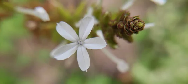 Doğal Yeşil Park Bitkisi Çiçekler Arkaplan Manzarası — Stok fotoğraf