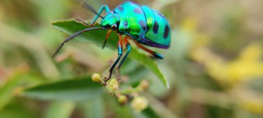 Doğal yeşil park bitkisi ve çiçekler güzel makro fotoğrafçılık arka planı 