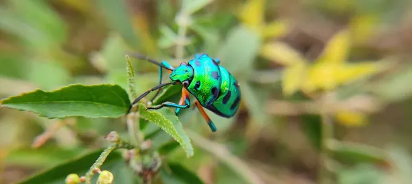 Naturalny Zielony Park Roślin Kwiatów Piękne Makro Fotografia Krajobraz Tło — Zdjęcie stockowe