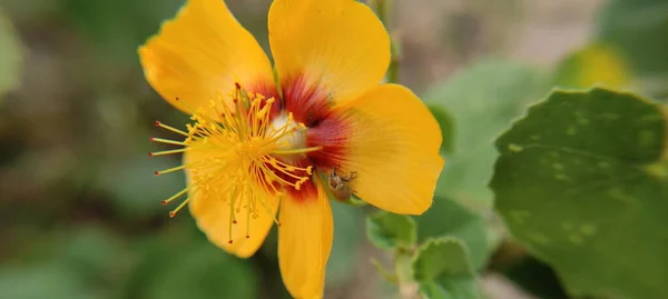 Natural Green Park Plant Flowers Beutiful Macro Photography Landscape Background — 스톡 사진