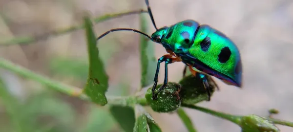 Naturalny Zielony Park Roślin Kwiatów Piękne Makro Fotografia Krajobraz Tło — Zdjęcie stockowe