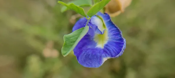 Doğal Yeşil Park Bitkisi Çiçekler Güzel Makro Fotoğrafçılık Arka Planı — Stok fotoğraf