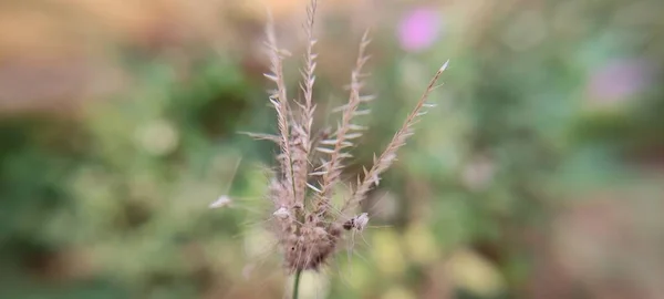 Planta Parque Verde Natural Flores Hermoso Fondo Macro Fotografía Paisaje — Foto de Stock