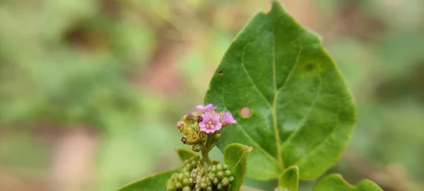 Naturlig Grön Park Växt Och Blommor Vackra Makrofotografier Landskap Bakgrund — Stockfoto