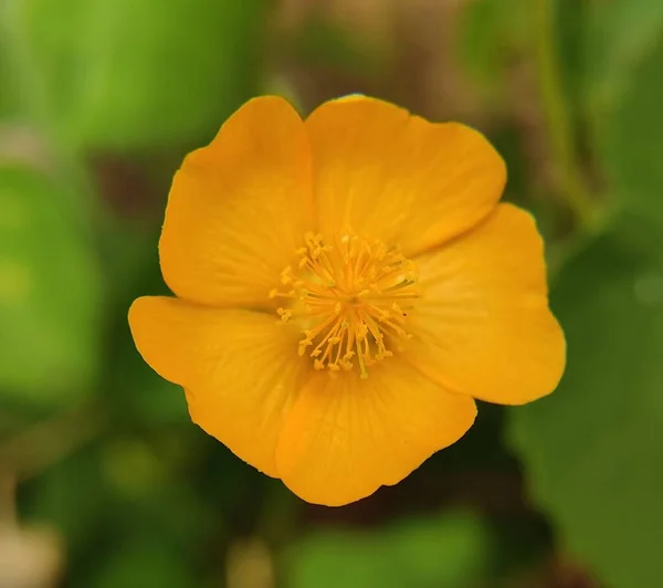 Doğal Yeşil Park Bitkisi Çiçekler Güzel Makro Fotoğrafçılık Arka Planı — Stok fotoğraf