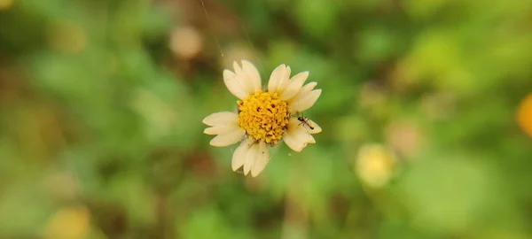 Natural Green Park Plant Flowers Beutiful Macro Photography Landscape Background — 스톡 사진