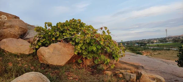 天然の緑の植物や花 — ストック写真